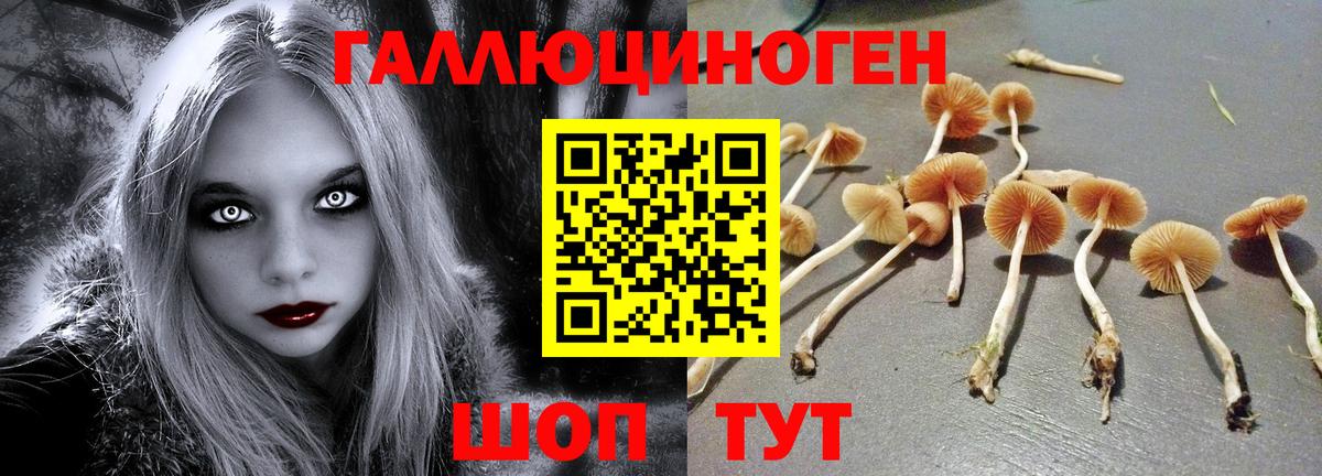 Псилоцибиновые грибы Psilocybine cubensis Заинск